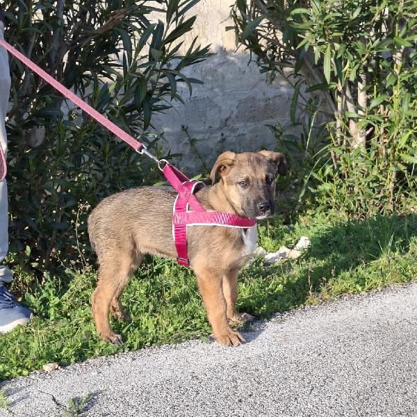 FUCSIA mix pastorina in adozione Foto 8